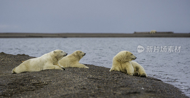 北极熊(Ursus maritimus)是一种土生土长的北极熊，主要生活在北极圈内，包括北冰洋及其周围的海洋和陆地。在巴特岛的海滩上等待着海水结冰以便捕猎海豹